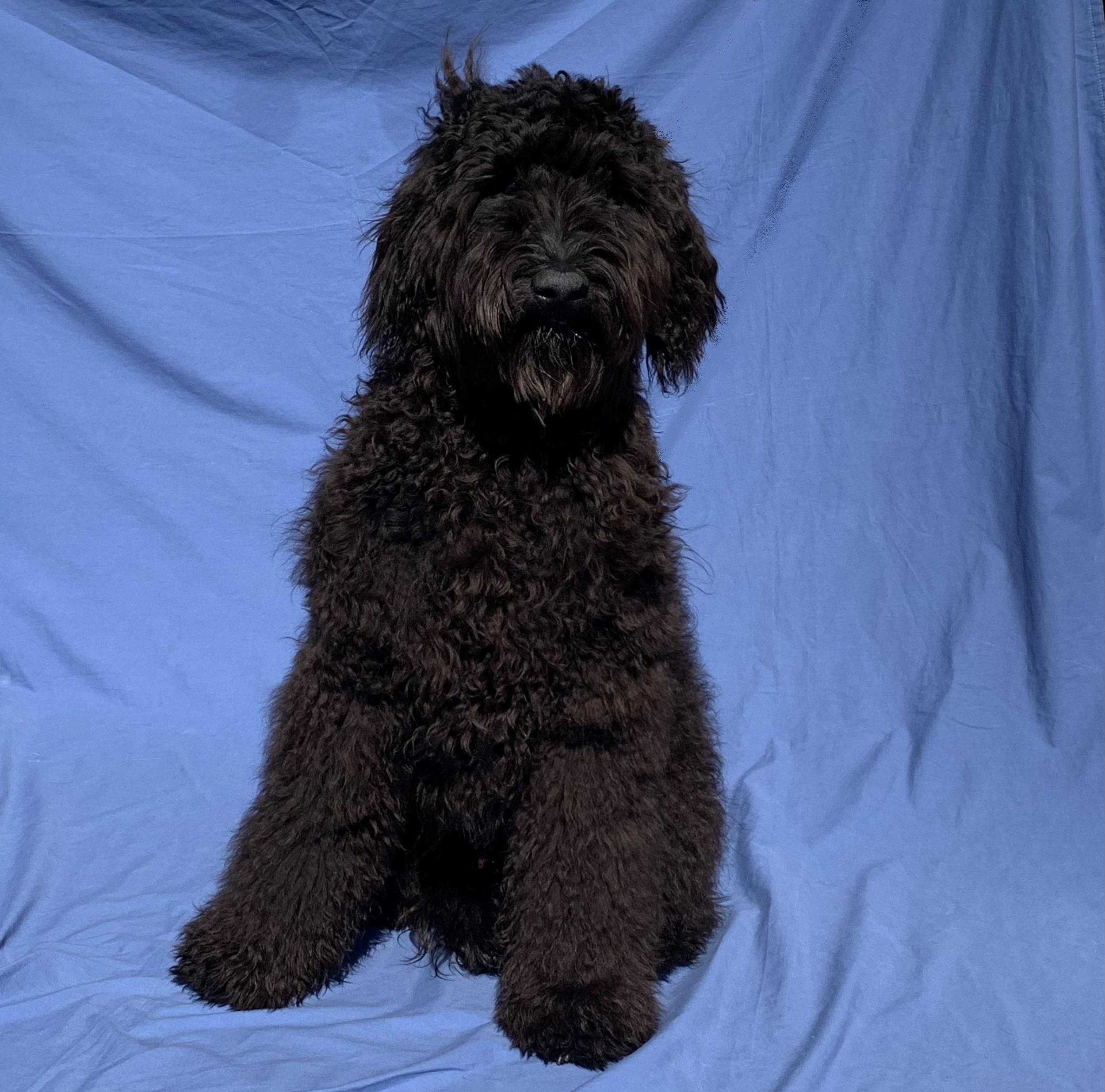 Portrait of a large dog with black curly hair 